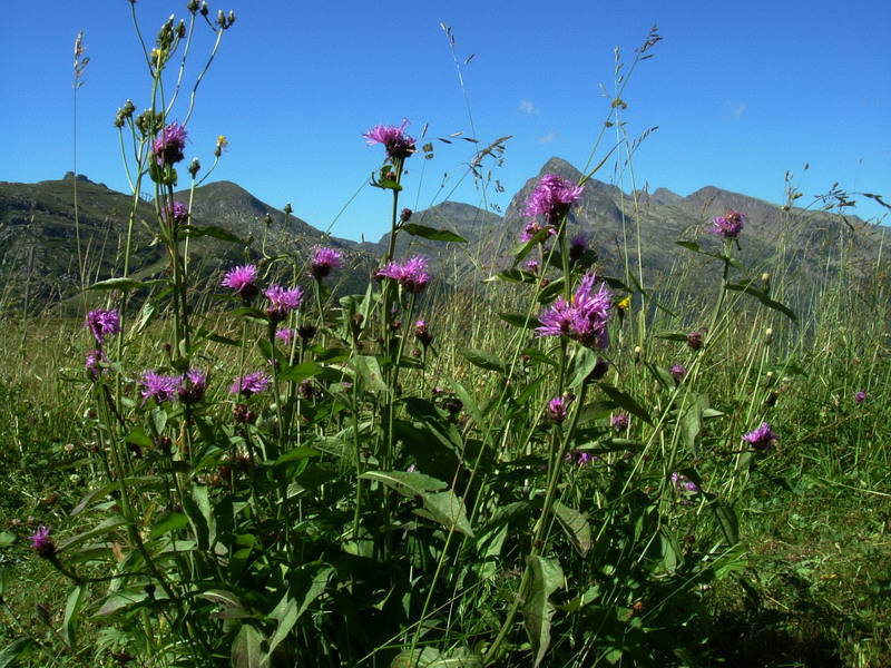 Centaurea nervosa / Fiordaliso alpino